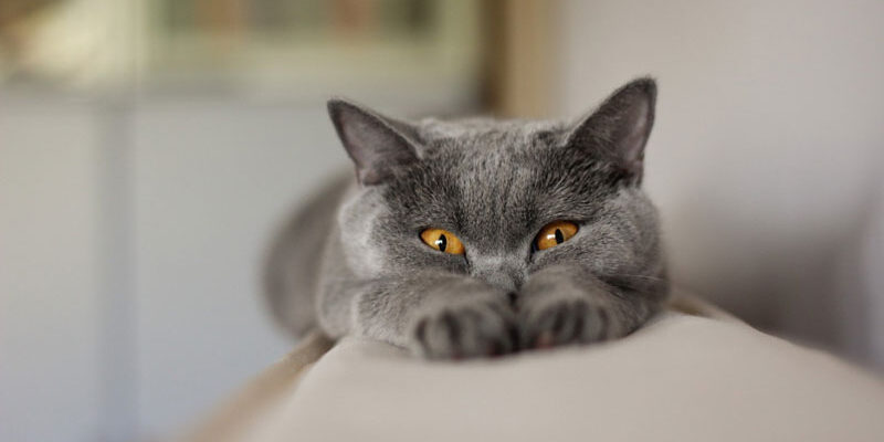 Post_Gatto_1